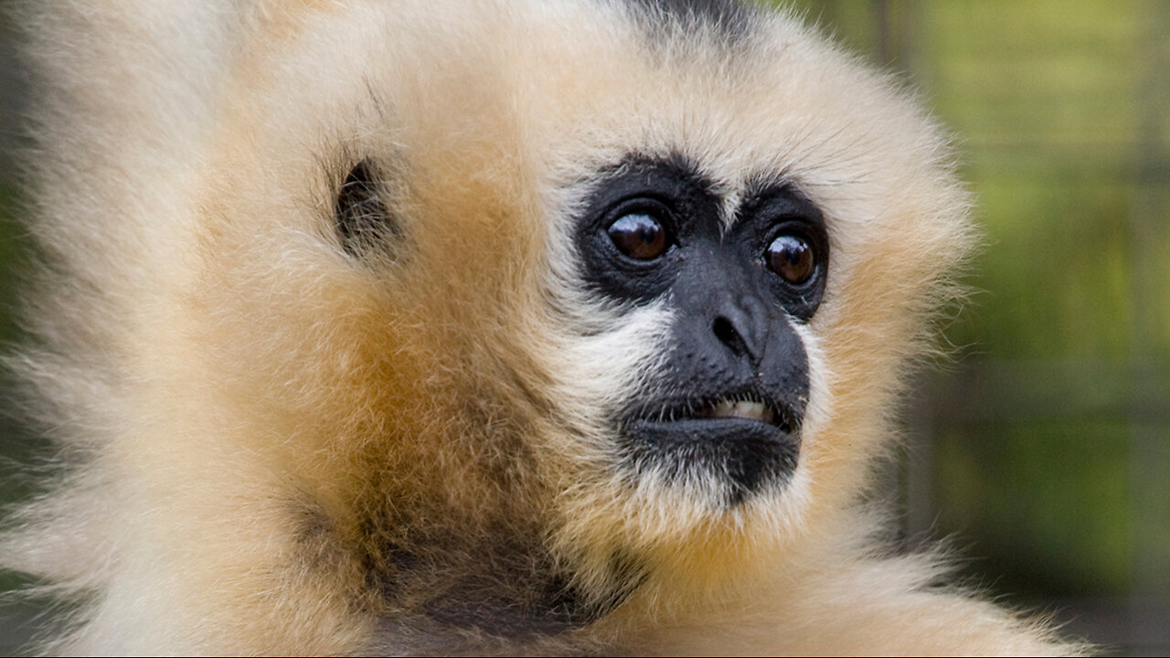 cute Gibbons playing