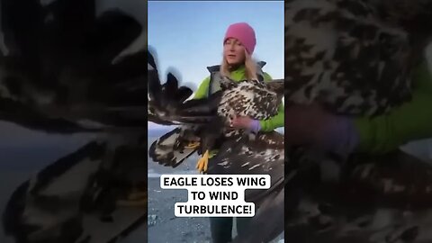 EAGLE LOSES WING TO WIND TURBULENCE!