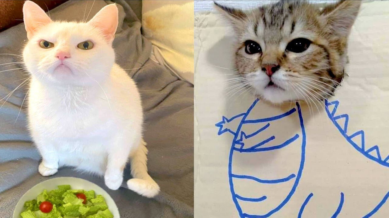 Cute Cats and Funny Animals Compilation 😹 Try Not To Laugh Challenge 💚 Cute Cat Land