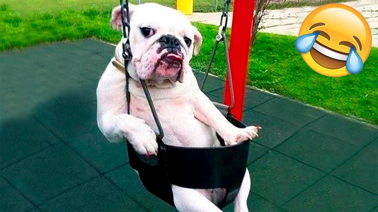 Funny Animal Videos 2022 😂 - Funniest Cats And Dogs Videos 😺😍