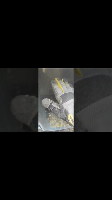 Riddim Polyrhythm Chops from Insulation Blower 😂🤝 #shorts #riddim #meme