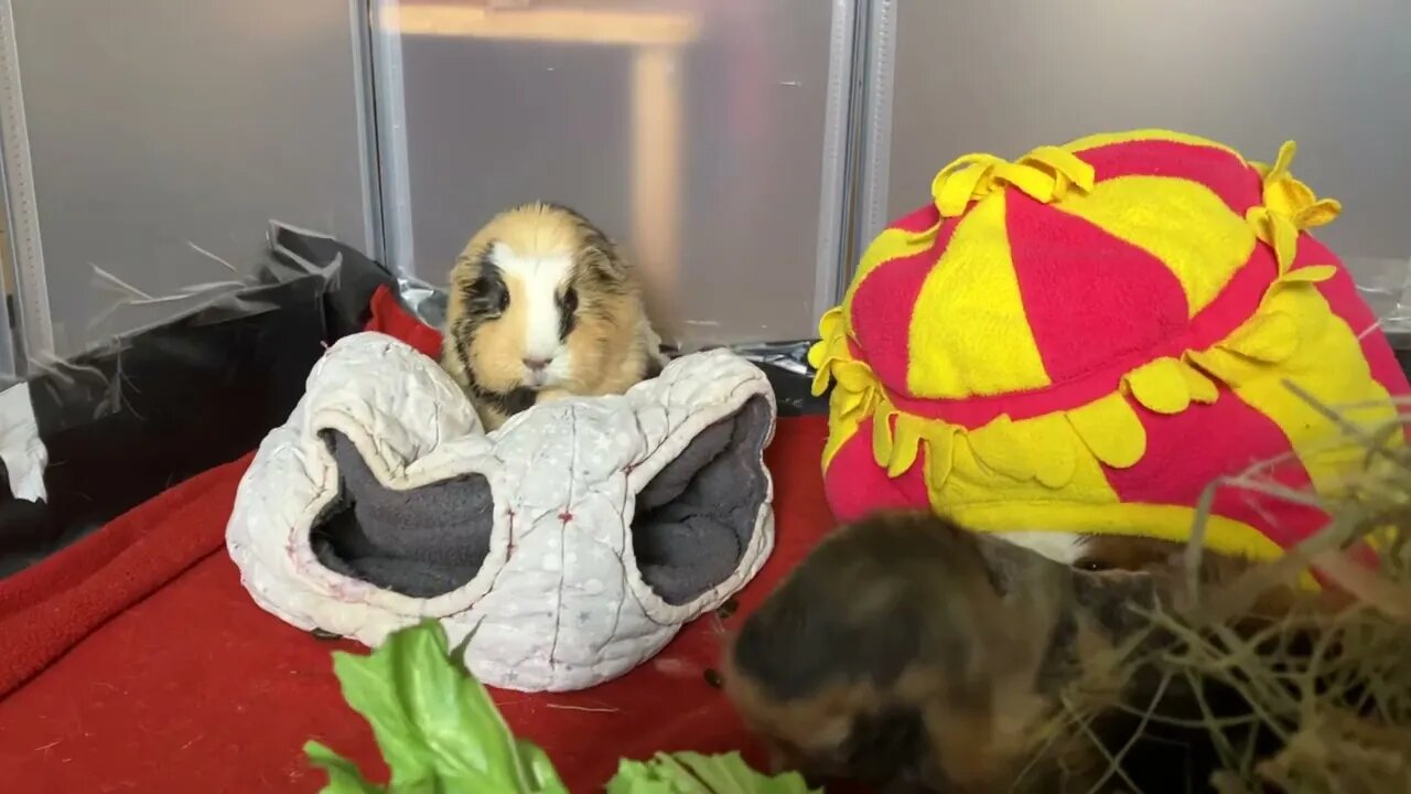 Guinea pigs have their own decorative ideas