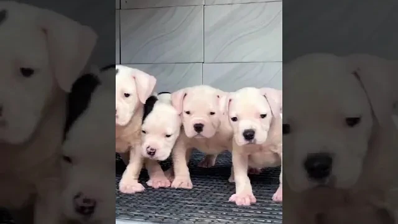 say cheese 📸 #shorts #bulldog #puppies #doglover #cute #trending #dogsofinstagram