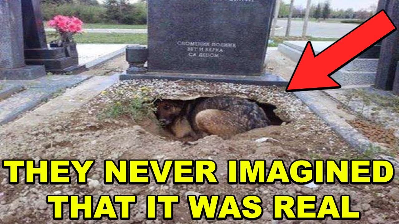 They Thought That This Dog Was Mourning His Owner's Death, but What They Discovered Later Was More