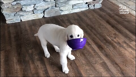 baby pet is confused, fun with pets