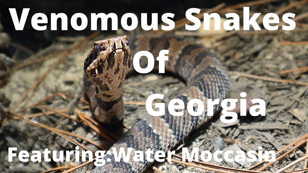 Venomous Snakes Of Georgia: Water Moccasin Facts & Information