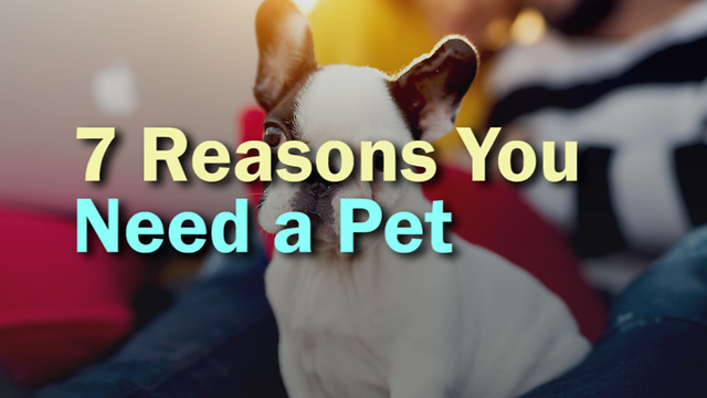 7 Reasons You Need a Pet