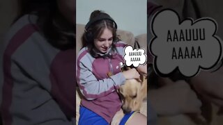 Having a dog in your house - What it's actually like