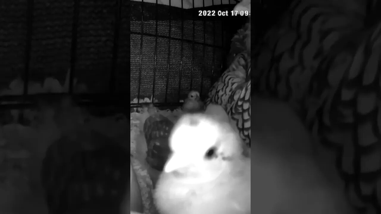 Mother hen has accepted some new chicks but not others