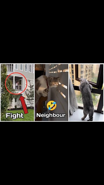 Cat funny reaction when fight neighborhood