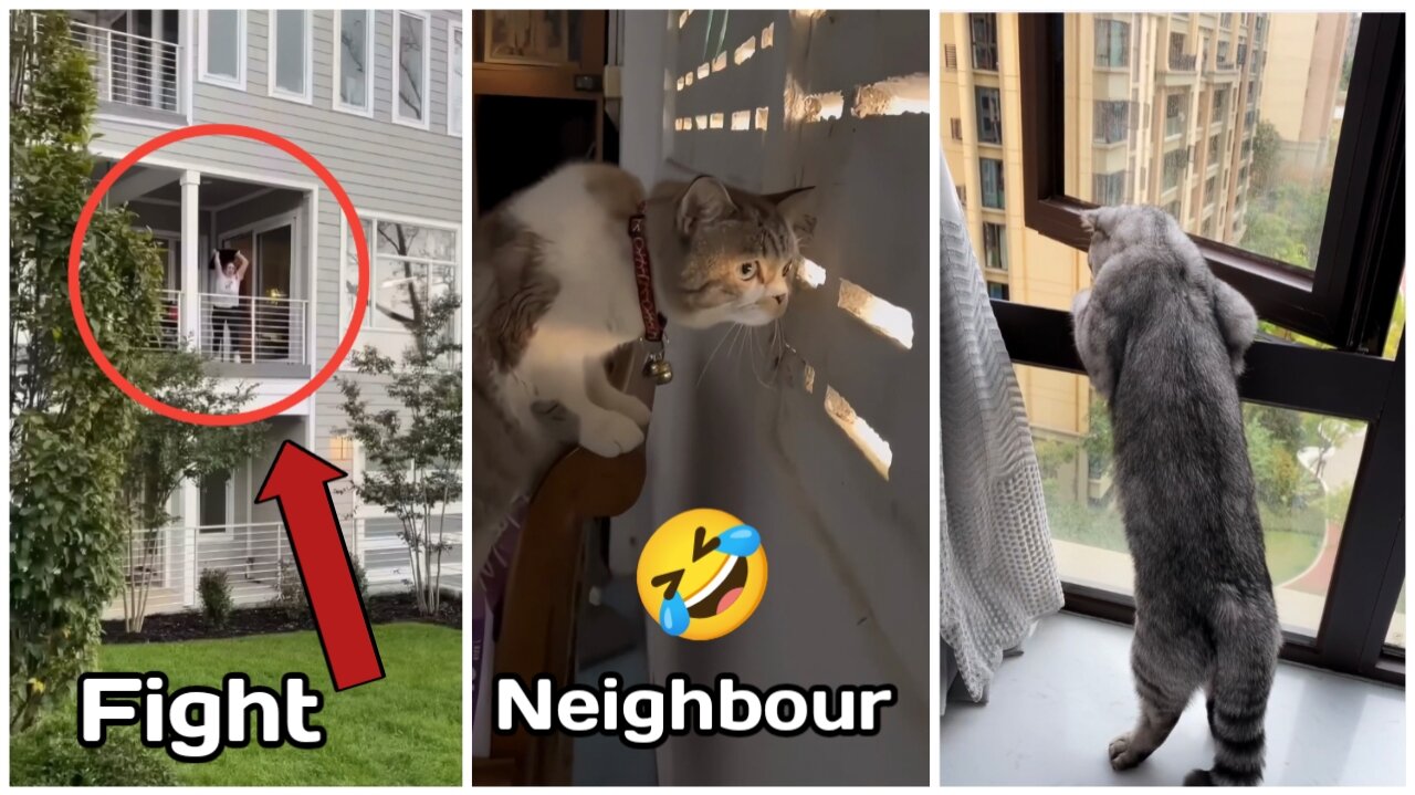 Cat funny reaction when fight neighborhood