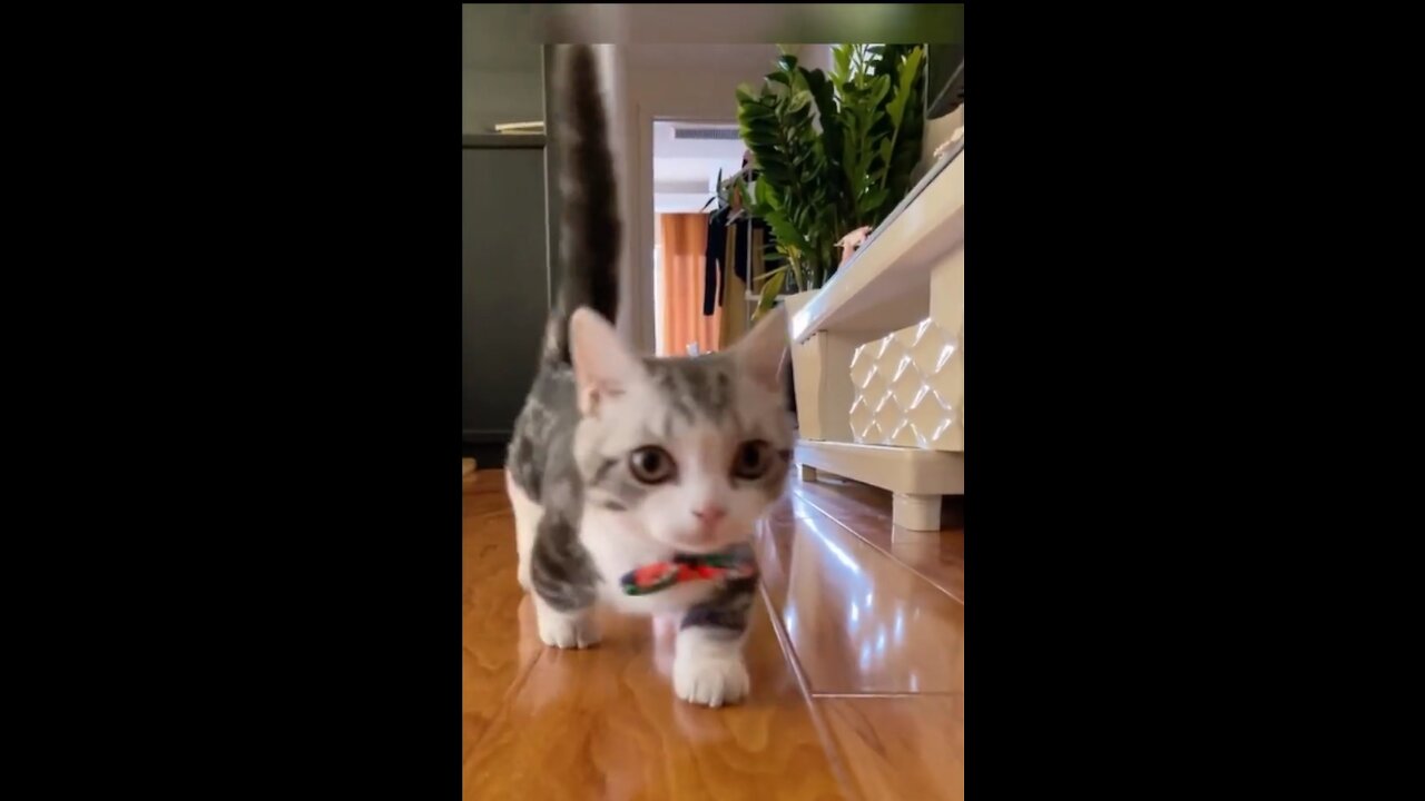 Short Legged Cat Gallops Like A Horse