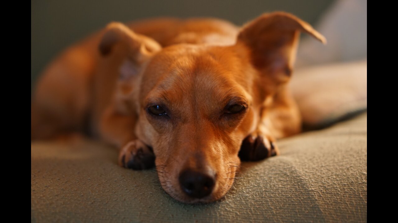 Ho to defend against a dog. Self defense against dog attack