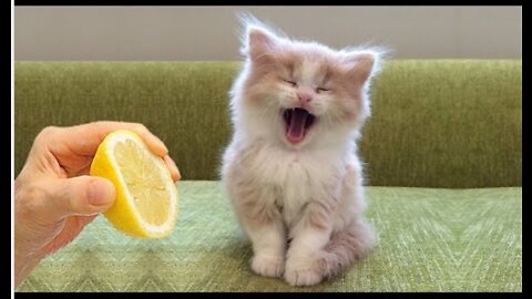 OMG So Cute ♥ Funny Cats and Dogs Part 59