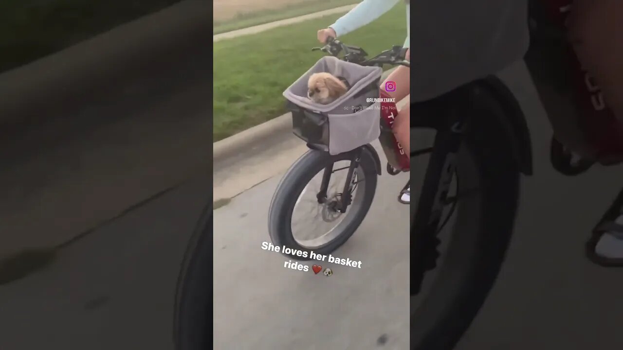 Ebike + Pup 🐶 ❤️ #pup #ebike ke