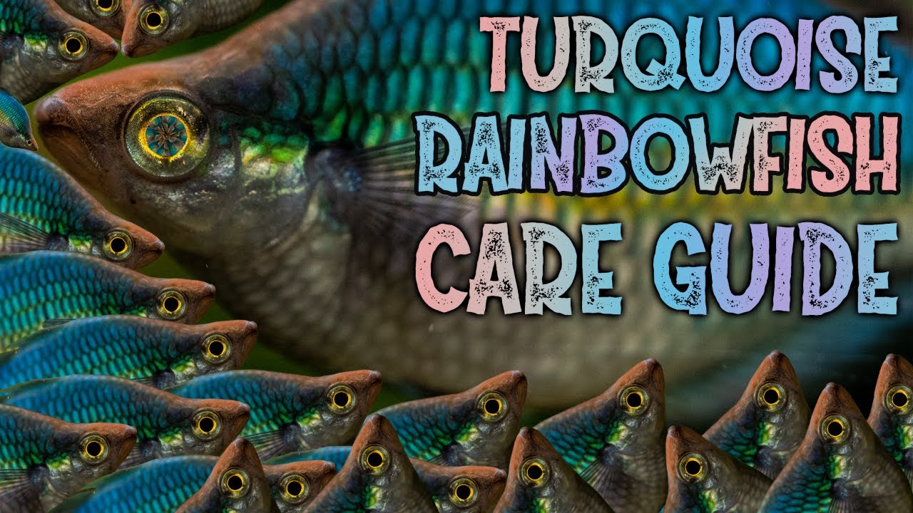 TURQUOISE RAINBOWFISH - SPECIES PROFILE