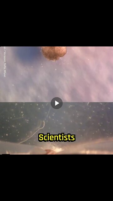 SCIENTISTS CREATE LIVING ROBOTS THAT CAN REPRODUCE