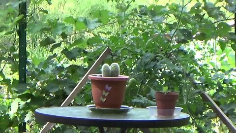 Lots Of Work At The Off Grid Homestead & A Surprise Video Clip