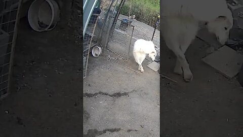 Farm cam. Happy maremma pup learning on the job