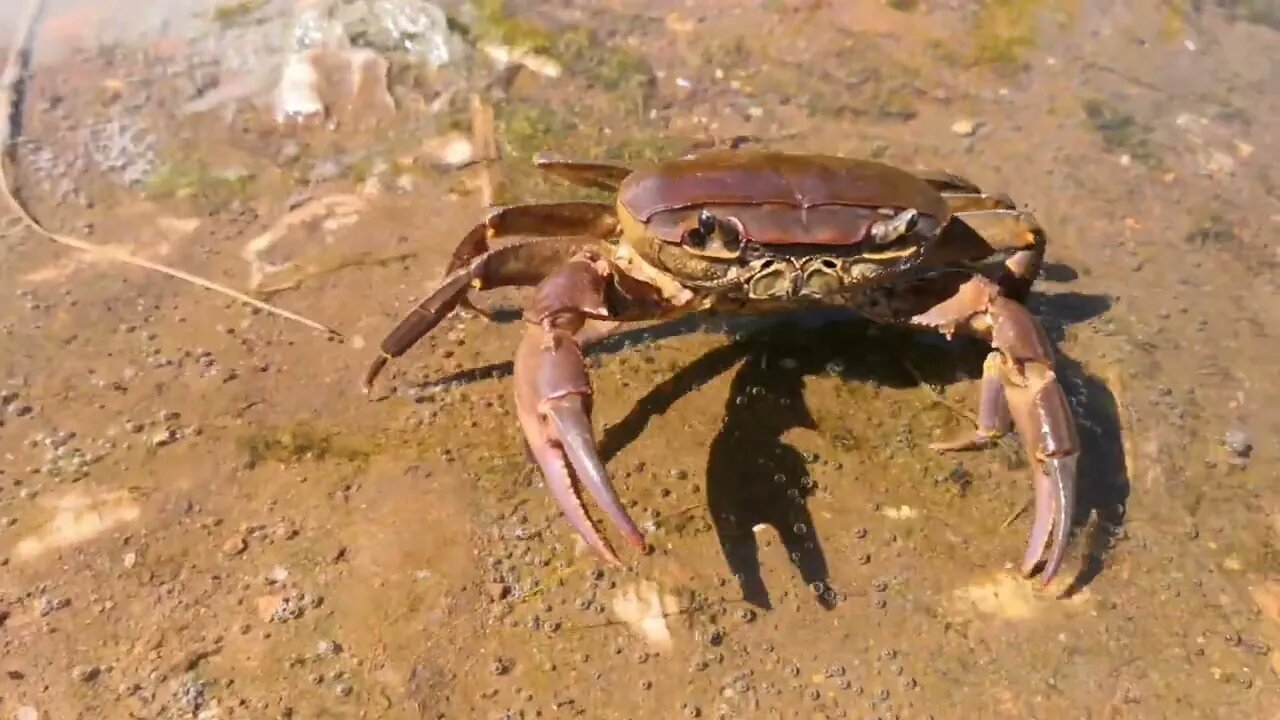 Crab attack! Camera shy crab goes on the offensive.