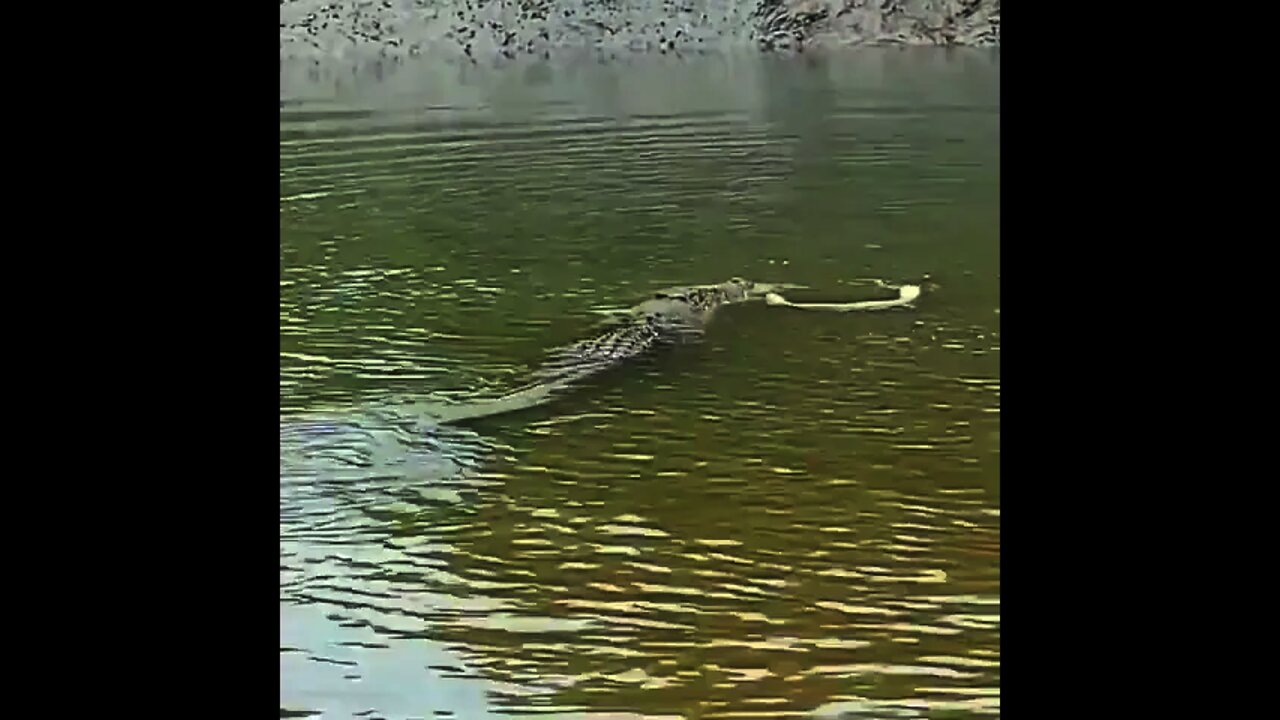 Snake 🐍 and Crocodile 🐊 infront of eachother | #Shorts #animal #Snake