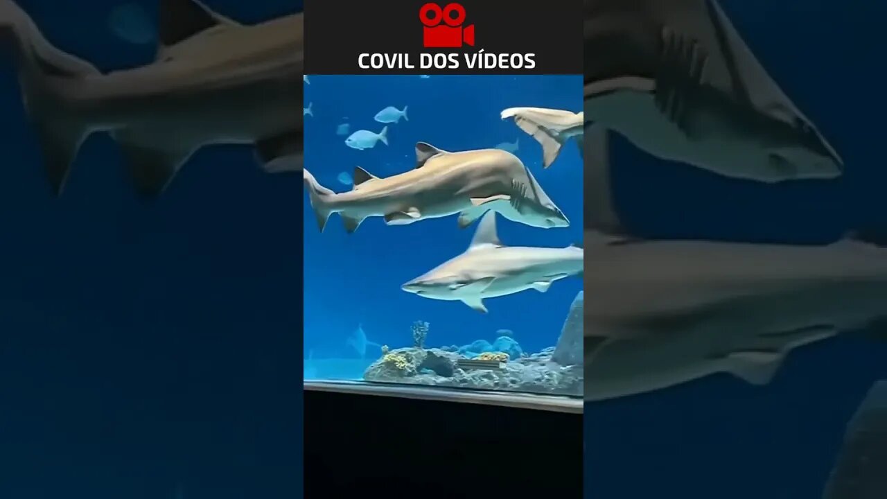 QUE TUBARÃO ESTRANHO