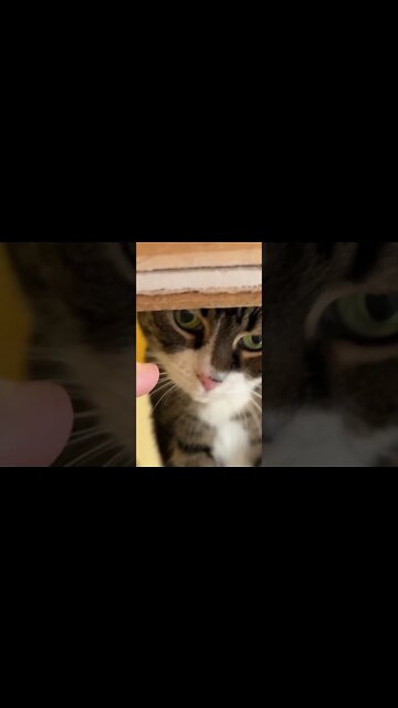 Kitty Must Sniff Everything 😼