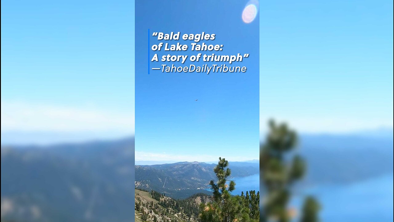 Bald Eagles on the TAHOE RIM TRAIL near Lake Tahoe, Nevada