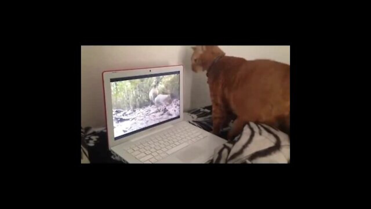 The cat has seen the squirrel in the laptop and is looking for it