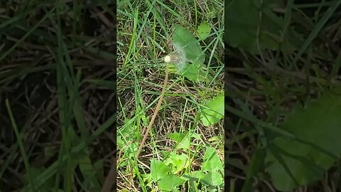 the last dandelion 2 #shorts