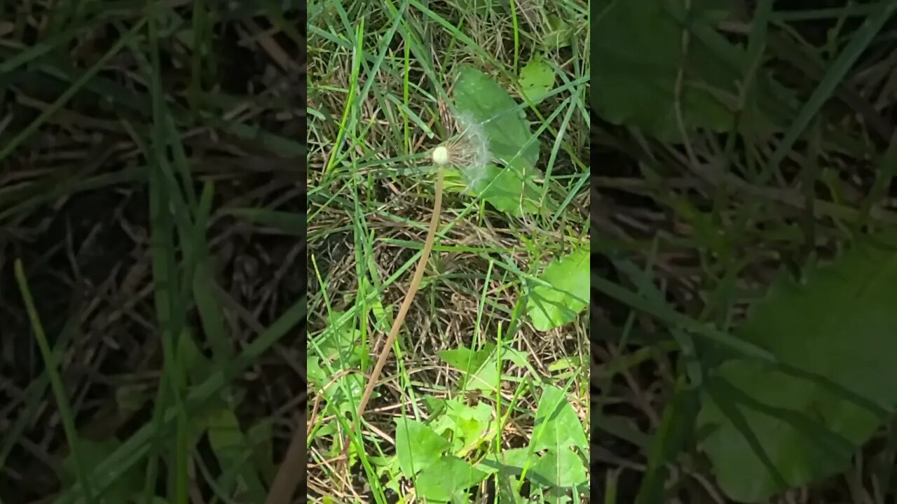 the last dandelion 2 #shorts