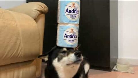 Dog balances toilet paper rolls on his head