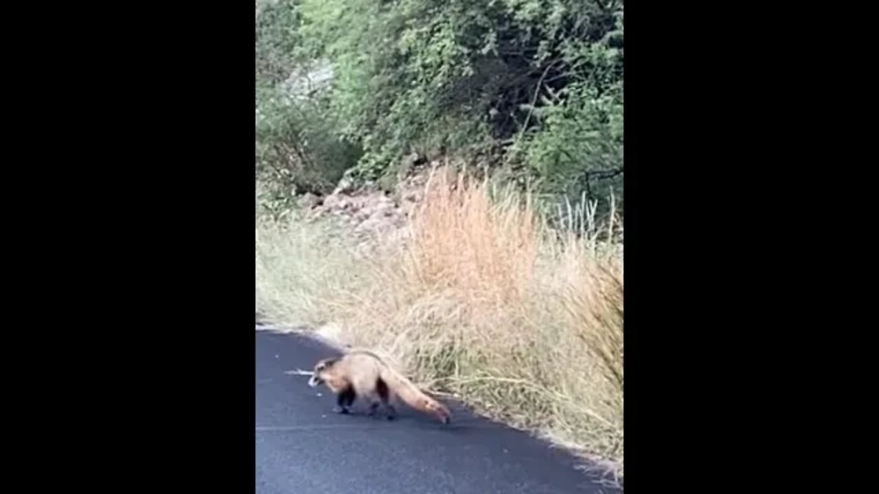 Coatimundi Crossing song by the Roaming Bandit(s)