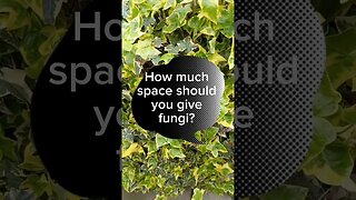 Fungi joke #dadjokes #jokes #shorts