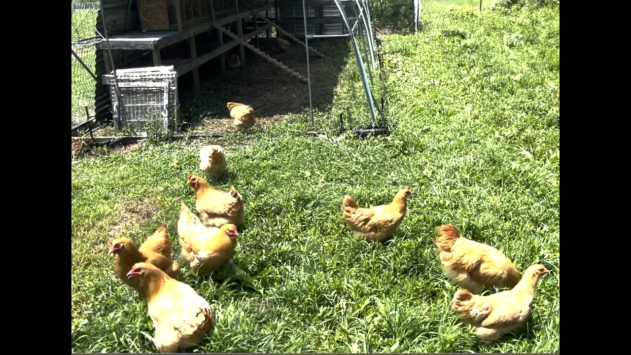 Our Beautiful Buff Orpington Hens Have a New Sanctuary! 🤗❤️🤗