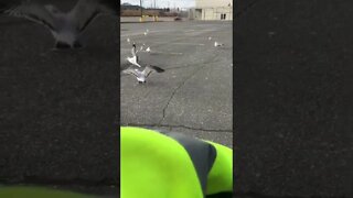 Feed Atlantic seagulls in an abandon parking lot