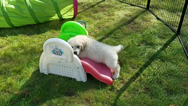 Golden Retriever Puppy Playtime Will Brighten Your Day