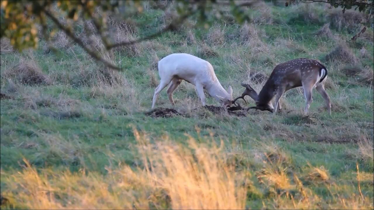 Deer at Dusk at Charlecote Park