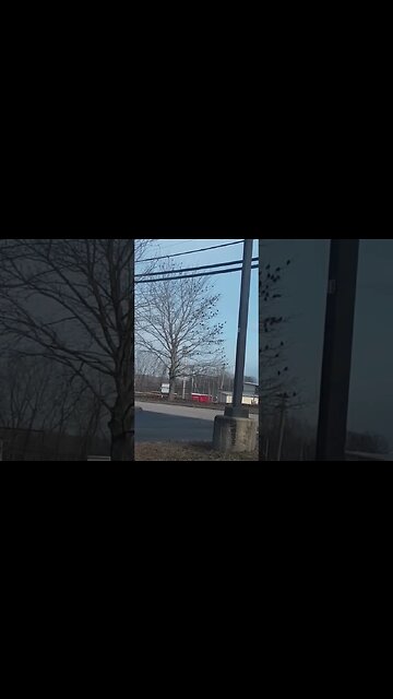 birbs @birdswillfly #shorts