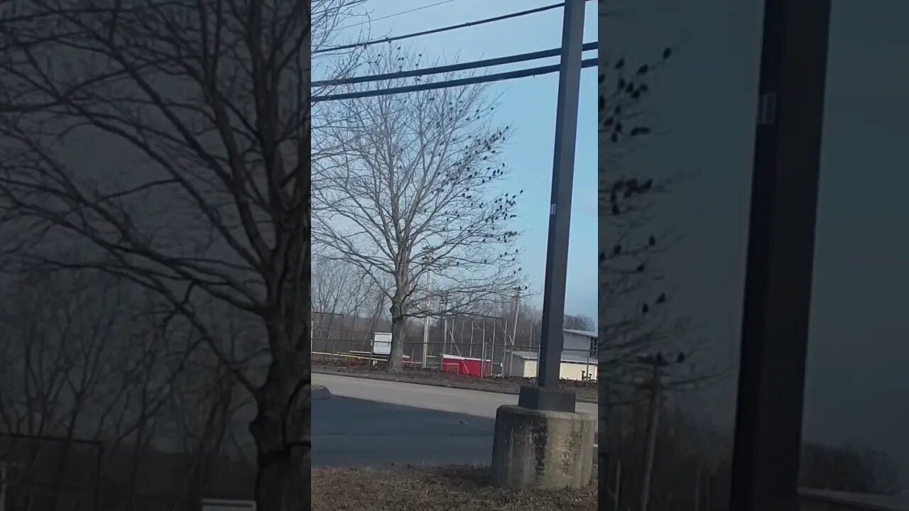 birbs @birdswillfly #shorts