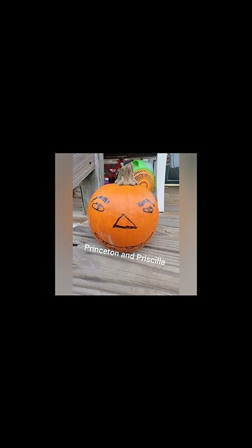 Princeton and Priscilla pumpkins