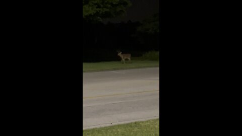 Young Buck’s Night Out In Paradise Part 1