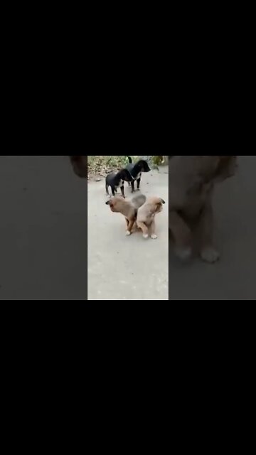 Puppy Fight🙀🐶 #puppy #shorts #animal #dog #cutepuppy #puppy_fight #doge