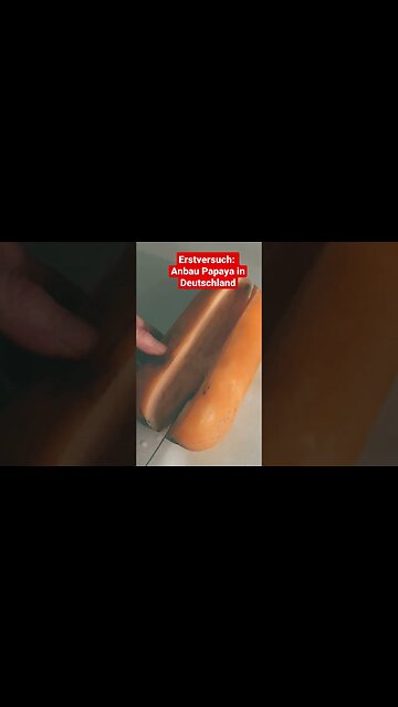 Papaya ernten in Deutschland #shorts