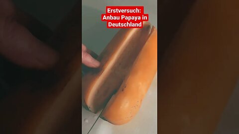 Papaya ernten in Deutschland #shorts