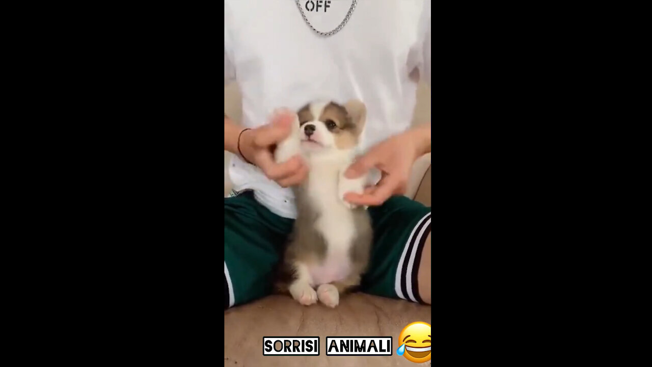Cute PUPPY got force to DANCE!!!🥺🥺🥺