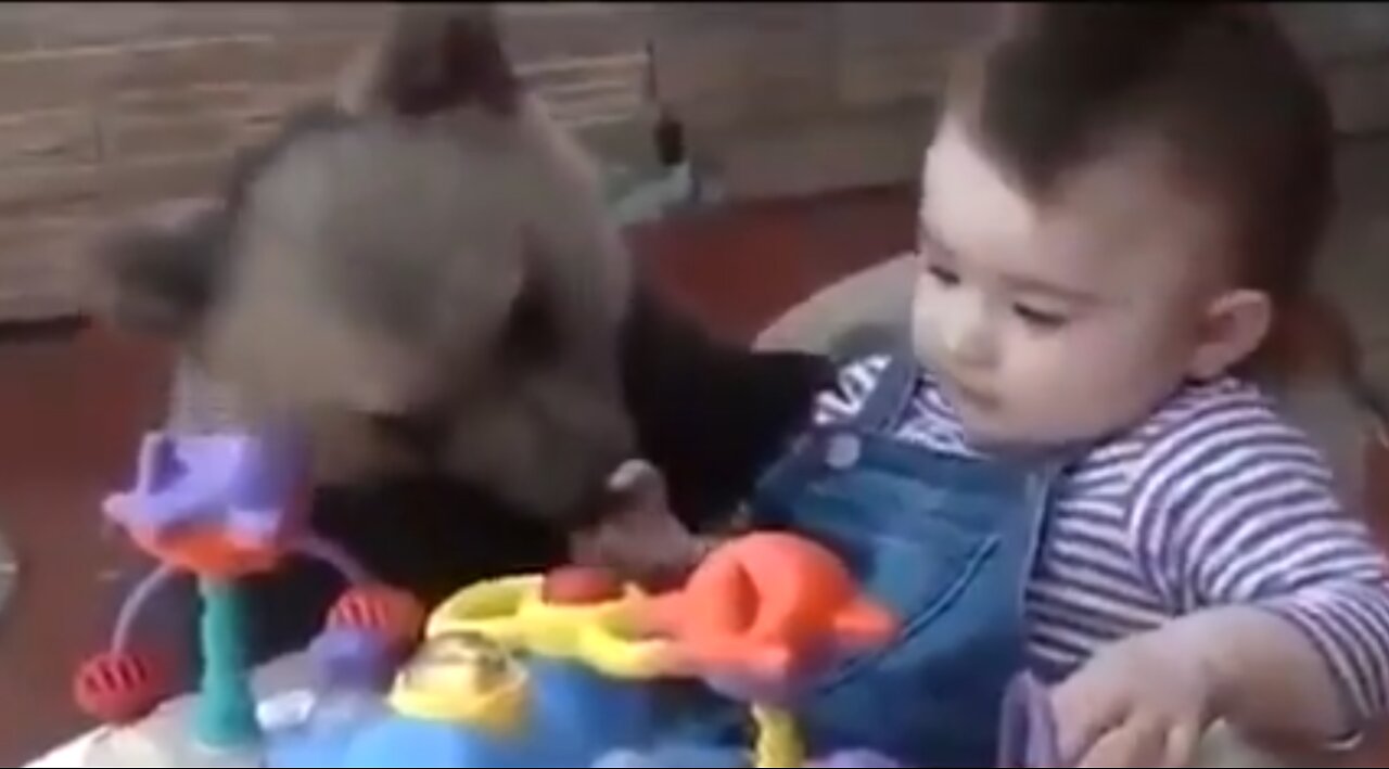 Funny cute bear compilation!