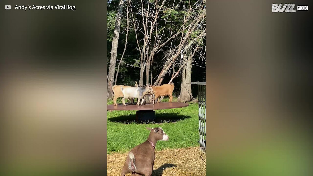 Dwarf goats have fun in the backyard