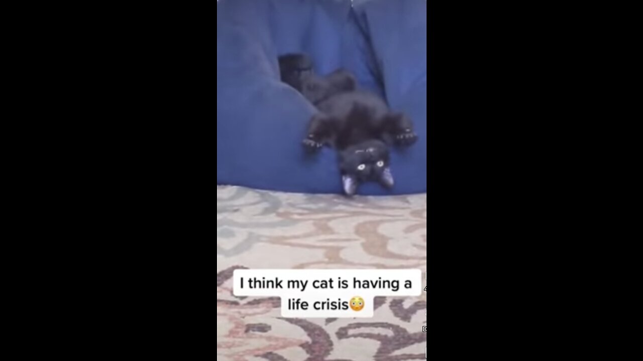 Funny cats reaction