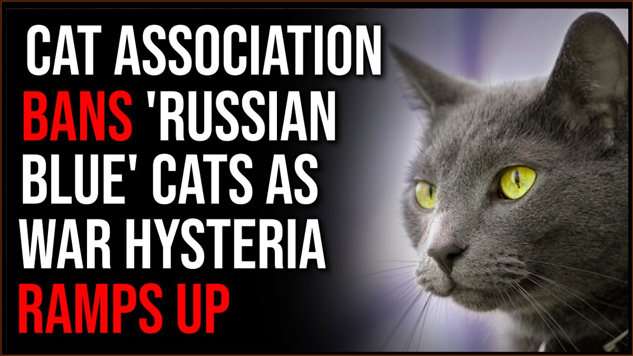 Cat Association Takes BOLD Action, Banning Russian Cats From Competitions, War Hysteria Escalates